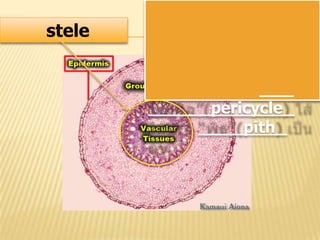 stele
pericycle
pith
