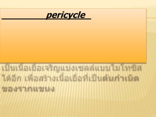 pericycle