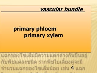 vascular bundle
primary phloem
primary xylem
4