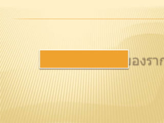 เนื้อเยื่อพืช