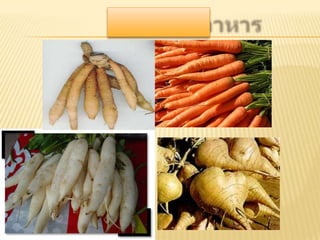 เนื้อเยื่อพืช