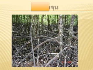 เนื้อเยื่อพืช