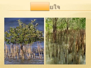 เนื้อเยื่อพืช