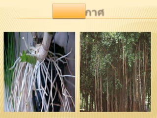 เนื้อเยื่อพืช