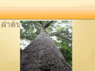 เนื้อเยื่อพืช