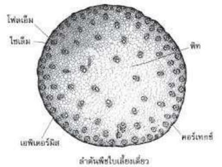 เนื้อเยื่อพืช