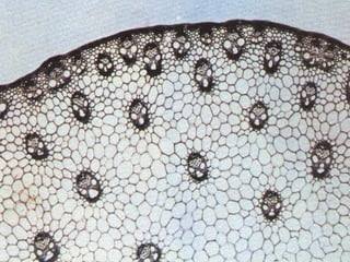 เนื้อเยื่อพืช