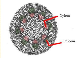 เนื้อเยื่อพืช