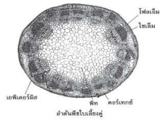 เนื้อเยื่อพืช