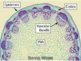 เนื้อเยื่อพืช