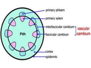 เนื้อเยื่อพืช