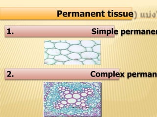 Permanent tissue
1. Simple permanen
2. Complex perman