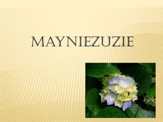MaynieZuzie
 