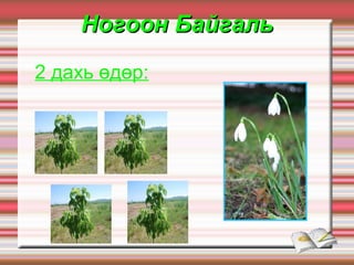 Ногоон Байгаль
2 дахь өдөр:
 