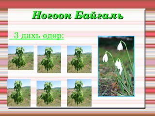 Ногоон Байгаль
  3 дахь өдөр:
 