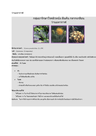 : Gynura pseudochina (L.) DC.
: Asteraceae (Compositae)
   :
                   :


       :
       :




   -
   -


   -
   -




           5-6
           5-6
 