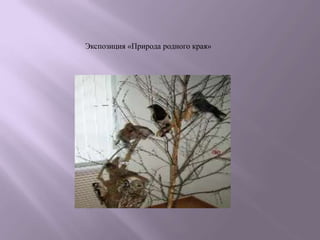 Экспозиция «Природа родного края»
 