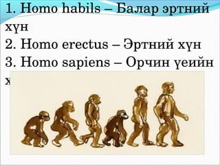 1. Homo habils – Балар эртний 
хүн
2. Homo erectus – Эртний хүн
3. Homo sapiens – Орчин үеийн 
хүн 
 
