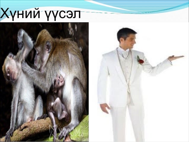 хүний үүсэл