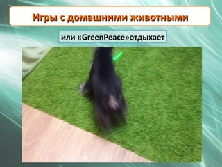 Игры с домашними животными
    или «GreenPeace»отдыхает
 