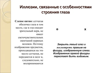 Иллюзии, связанные с особенностями
              строения глаза

Слепое пятно: сетчатая
    оболочка глаза в том
 месте, где в глаз входит
    зрительный нерв, не
                    имеет
   светочувствительных
     окончаний нервных
       волокон. Поэтому        Закрыть левый глаз и
изображения предметов,        посмотреть правым на
   приходящихся на это      фигуру, изображенную слева.
      место сетчатки, не    Изображение правой фигуры
    передаются в мозг и,    перестает быть видимым.
       следовательно, не
        воспринимаются
 