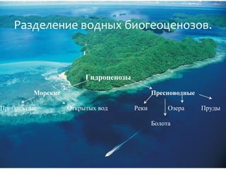 Разделение водных биогеоценозов.



                        Гидроценозы

         Морские                             Пресноводные

Прибрежные         Открытых вод       Реки        Озера     Пруды

                                             Болота
 