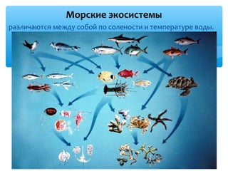 Морские экосистемы
различаются между собой по солености и температуре воды.
 