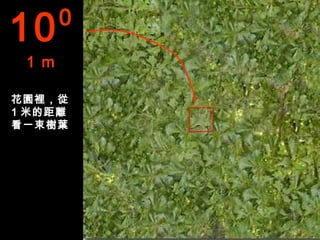 10     0
 1 m

花園裡，從
1 米的距離
看一束樹葉
 