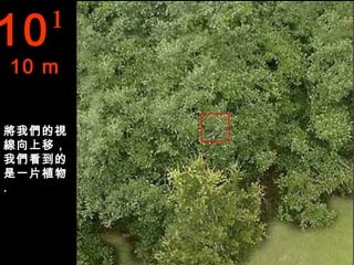 10   1
10 m


將我們的視
線向上移，
我們看到的
是一片植物
.
 