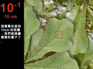 10   -1
 10 cm

逐漸靠近直到
10cm 的距離
，我們能描繪
樹葉的樣子了
.
 
