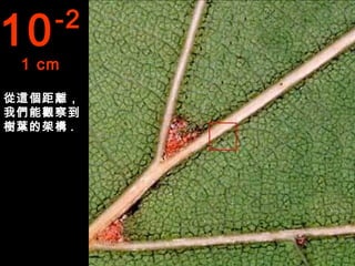 10   -2
 1 cm

從這個距離，
我們能觀察到
樹葉的架構 .
 