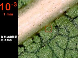 10   -3
 1 mm




細胞組織開始
得以展現 ...
 