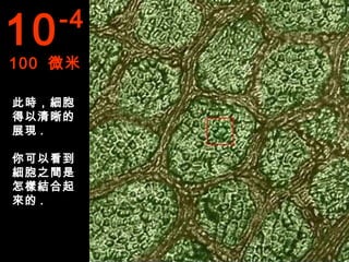 10   -4
100 微米

此時，細胞
得以清晰的
展現 .

你可以看到
細胞之間是
怎樣結合起
來的 .
 