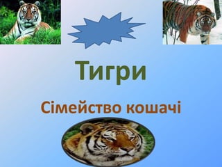 Тигри
Сімейство кошачі
 