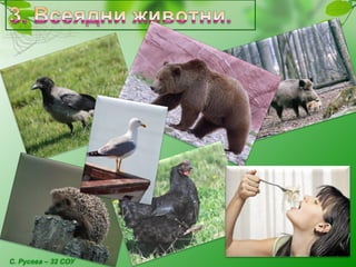 С. Русева – 32 СОУ
 