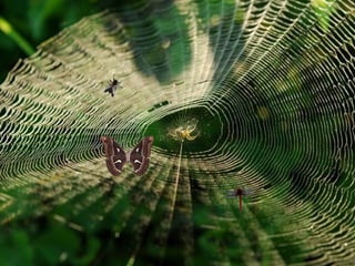 групиране на животните според начина им на хранене