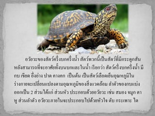 อวัยวะของสัตว์ครึ่ งบกครึ่ งน้ ำ สัตว์พวกนี้เป็ นสัตว์ที่มีกระดูกสัน
หลังสำมำรถที่จะอำศัยทั้งบนบกและในน้ ำ เรี ยกว่ำ สัตว์ครึ่ งบกครึ่ งน้ ำ มี
กบ เขียด อึ่งอ่ำง ปำด คำงคก เป็ นต้น เป็ นสัตว์เลือดเย็นอุณหภูมิใน
ร่ ำงกำยจะเปลี่ยนแปลงตำมอุณหภูมิของสิ่ งแวดล้อม ลำตัวของกบแบ่ง
ออกเป็ น 2 ส่ วนได้แก่ ส่ วนหัว ประกอบด้วยอวัยวะ เช่น สมอง จมูก ตำ
หู ส่ วนลำตัว อวัยวะภำยในจะประกอบไปด้วยหัวใจ ตับ กระเพำะ ไต
 