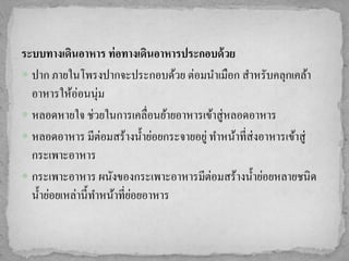 ระบบทางเดินอาหาร ท่ อทางเดินอาหารประกอบด้ วย
 ปำก ภำยในโพรงปำกจะประกอบด้วย ต่อมนำเมือก สำหรับคลุกเคล้ำ
  อำหำรให้อ่อนนุ่ม
 หลอดหำยใจ ช่วยในกำรเคลื่อนย้ำยอำหำรเข้ำสู่หลอดอำหำร
 หลอดอำหำร มีต่อมสร้ำงน้ ำย่อยกระจำยอยู่ ทำหน้ำที่ส่งอำหำรเข้ำสู่
  กระเพำะอำหำร
 กระเพำะอำหำร ผนังของกระเพำะอำหำรมีต่อมสร้ำงน้ ำย่อยหลำยชนิด
                            ่
  น้ ำย่อยเหล่ำนี้ทำหน้ำที่ยอยอำหำร
 