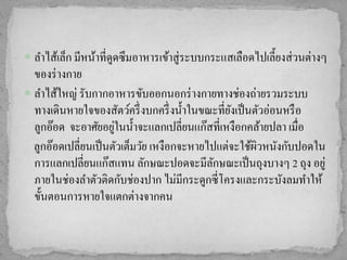  ลำไส้เล็ก มีหน้ำที่ดูดซึมอำหำรเข้ำสู่ระบบกระแสเลือดไปเลี้ยงส่ วนต่ำงๆ
  ของร่ ำงกำย
 ลำไส้ใหญ่ รับกำกอำหำรขับออกนอกร่ ำงกำยทำงช่องถ่ำยรวมระบบ
  ทำงเดินหำยใจของสัตว์ครึ่ งบกครึ่ งน้ ำในขณะที่ยงเป็ นตัวอ่อนหรื อ
                                                 ั
                      ่
  ลูกอ๊อด จะอำศัยอยูในน้ ำจะแลกเปลี่ยนแก๊สที่เหงือกคล้ำยปลำ เมื่อ
  ลูกอ๊อดเปลี่ยนเป็ นตัวเต็มวัย เหงือกจะหำยไปแต่จะใช้ผิวหนังกับปอดใน
  กำรแลกเปลี่ยนแก๊สแทน ลักษณะปอดจะมีลกษณะเป็ นถุงบำงๆ 2 ถุง อยู่
                                             ั
  ภำยในช่องลำตัวติดกับช่องปำก ไม่มีกระดูกซี่โครงและกระบังลมทำให้
  ขั้นตอนกำรหำยใจแตกต่ำงจำกคน
 