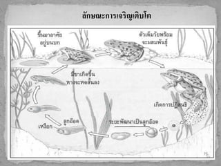 ลักษณะการเจริญเติบโต
 