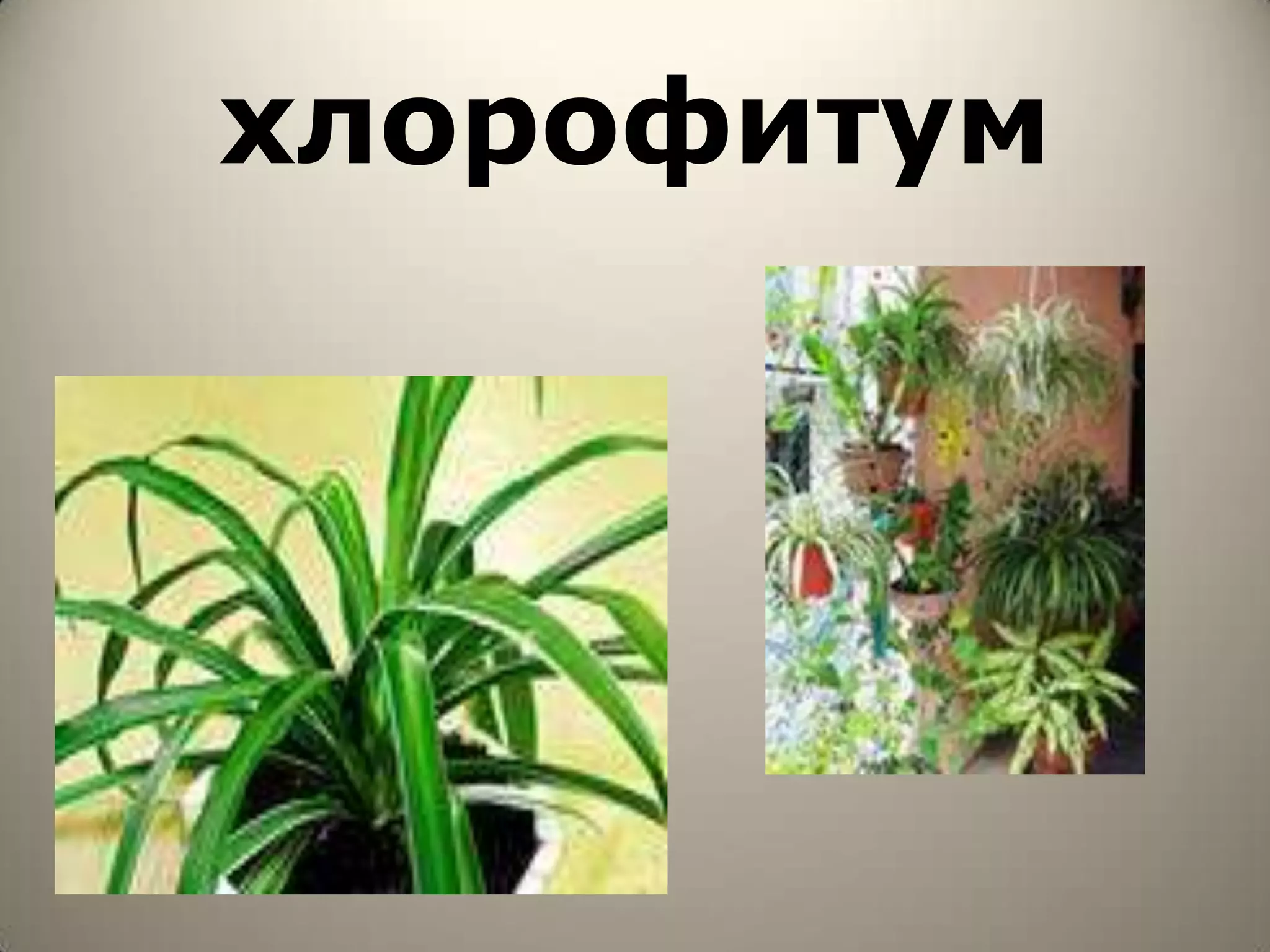 хлорофитум
 