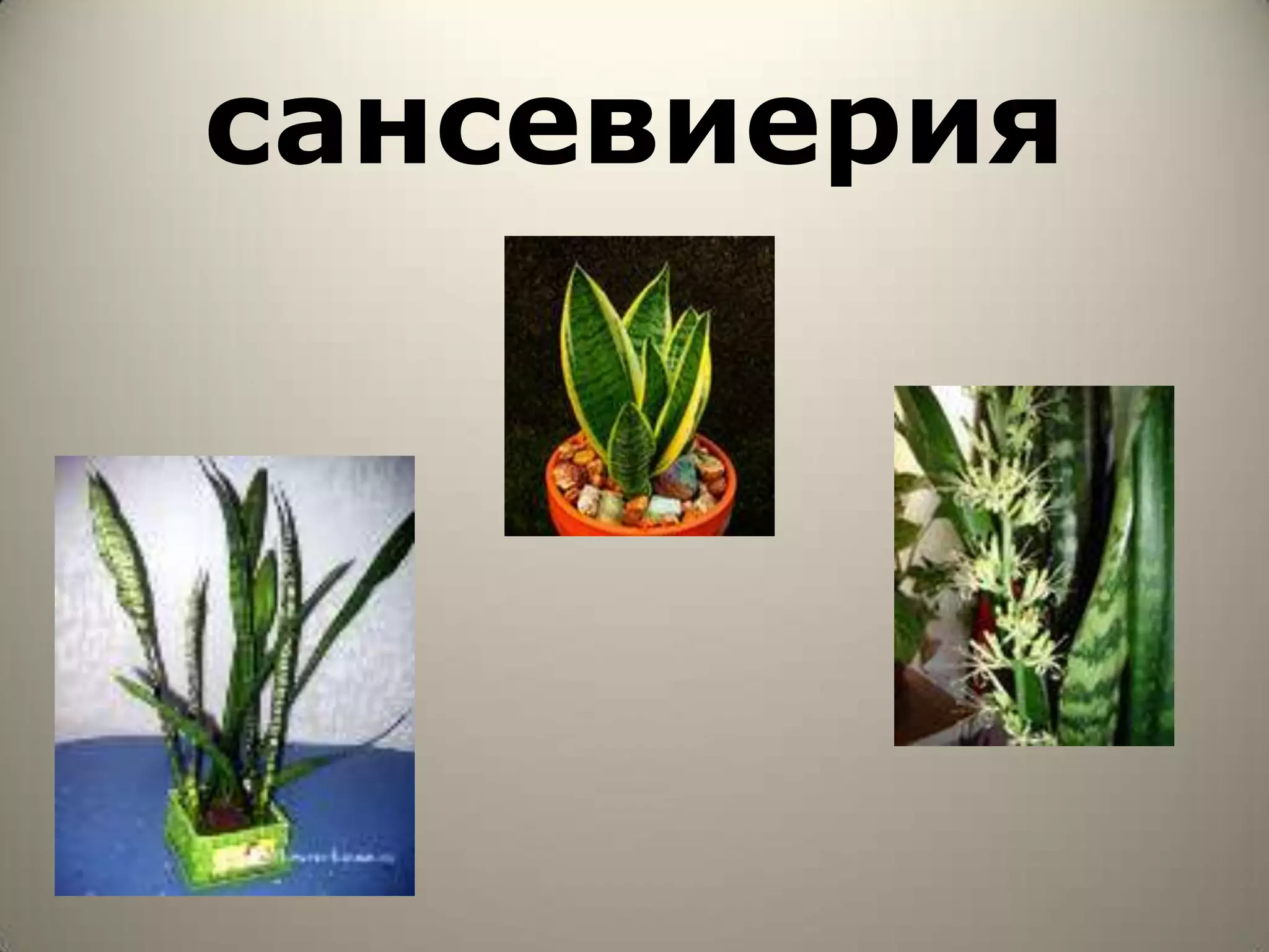 сансевиерия
 