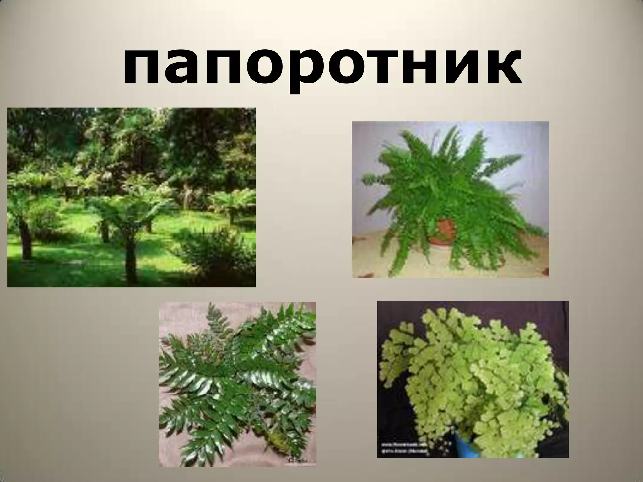 папоротник
 