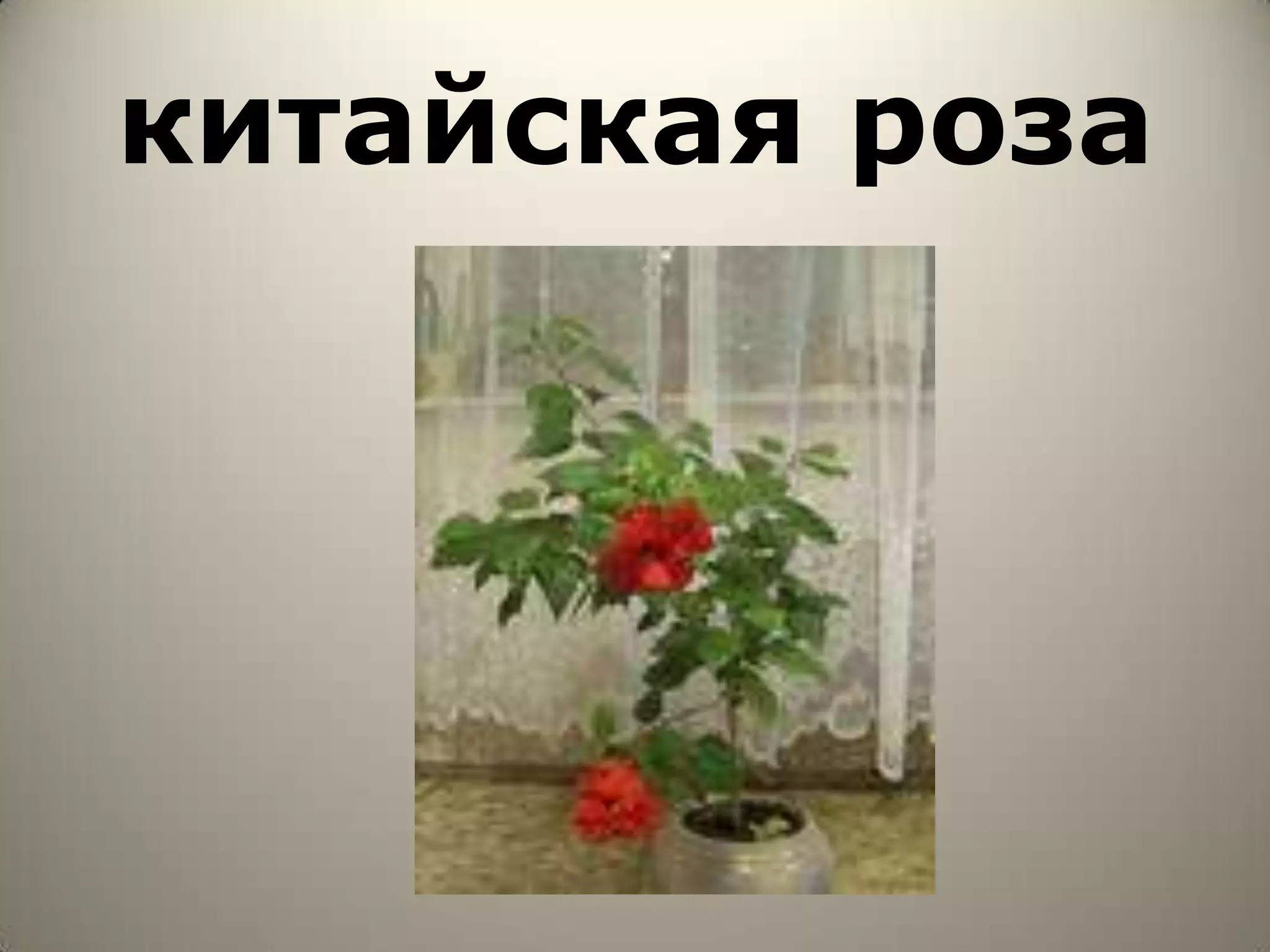 китайская роза
 