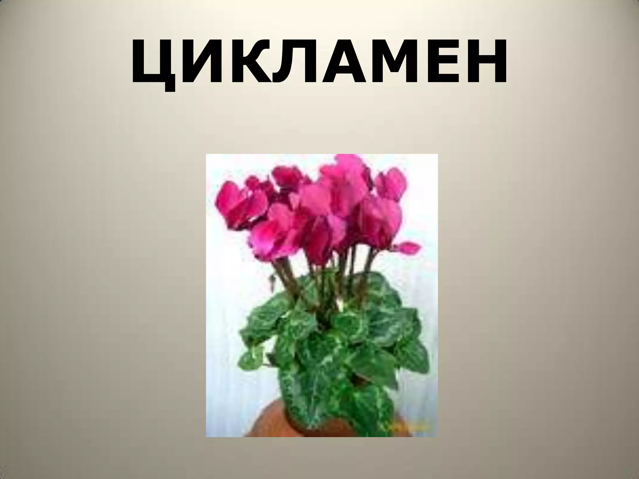 ЦИКЛАМЕН
 