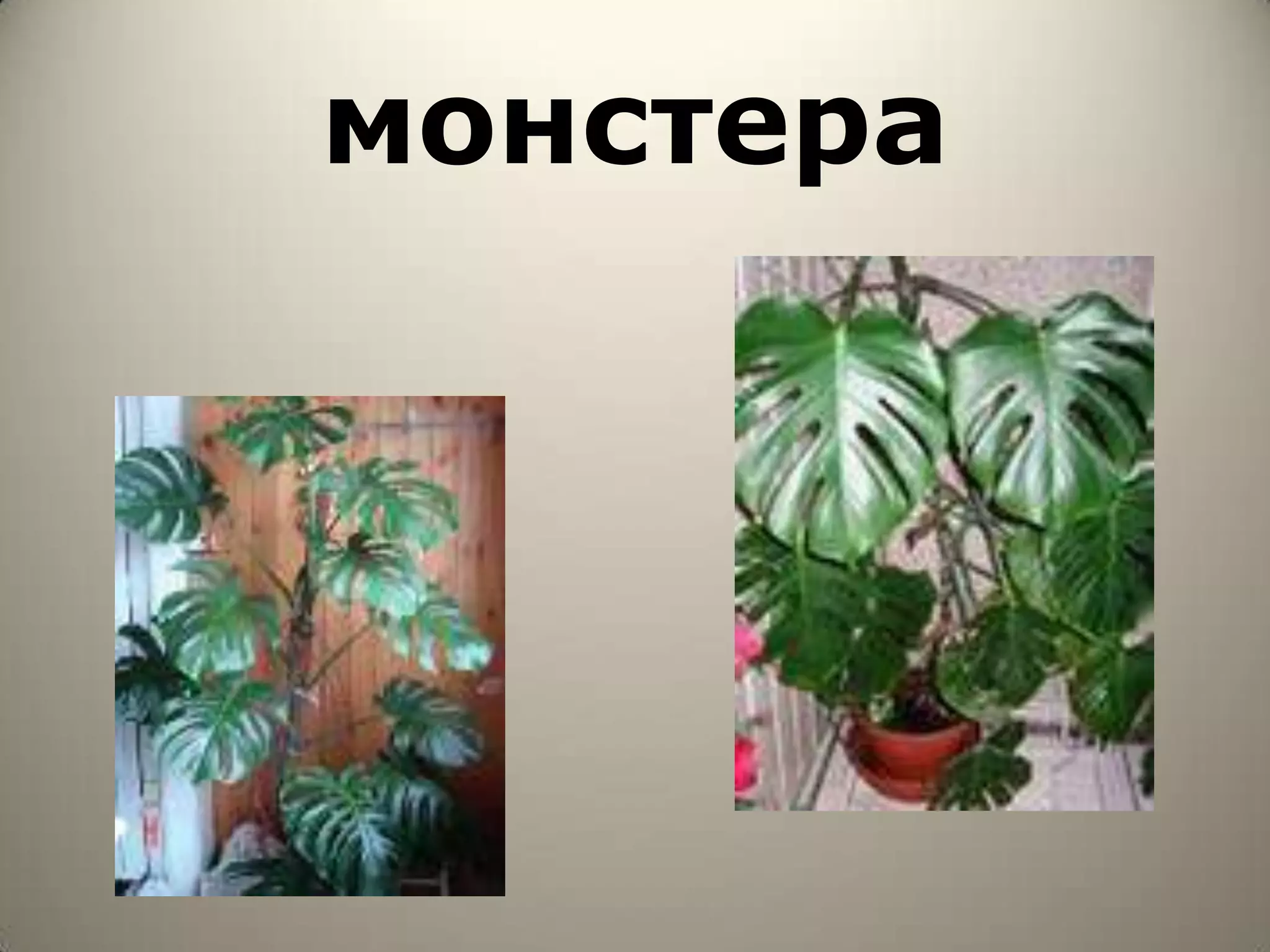 монстера
 