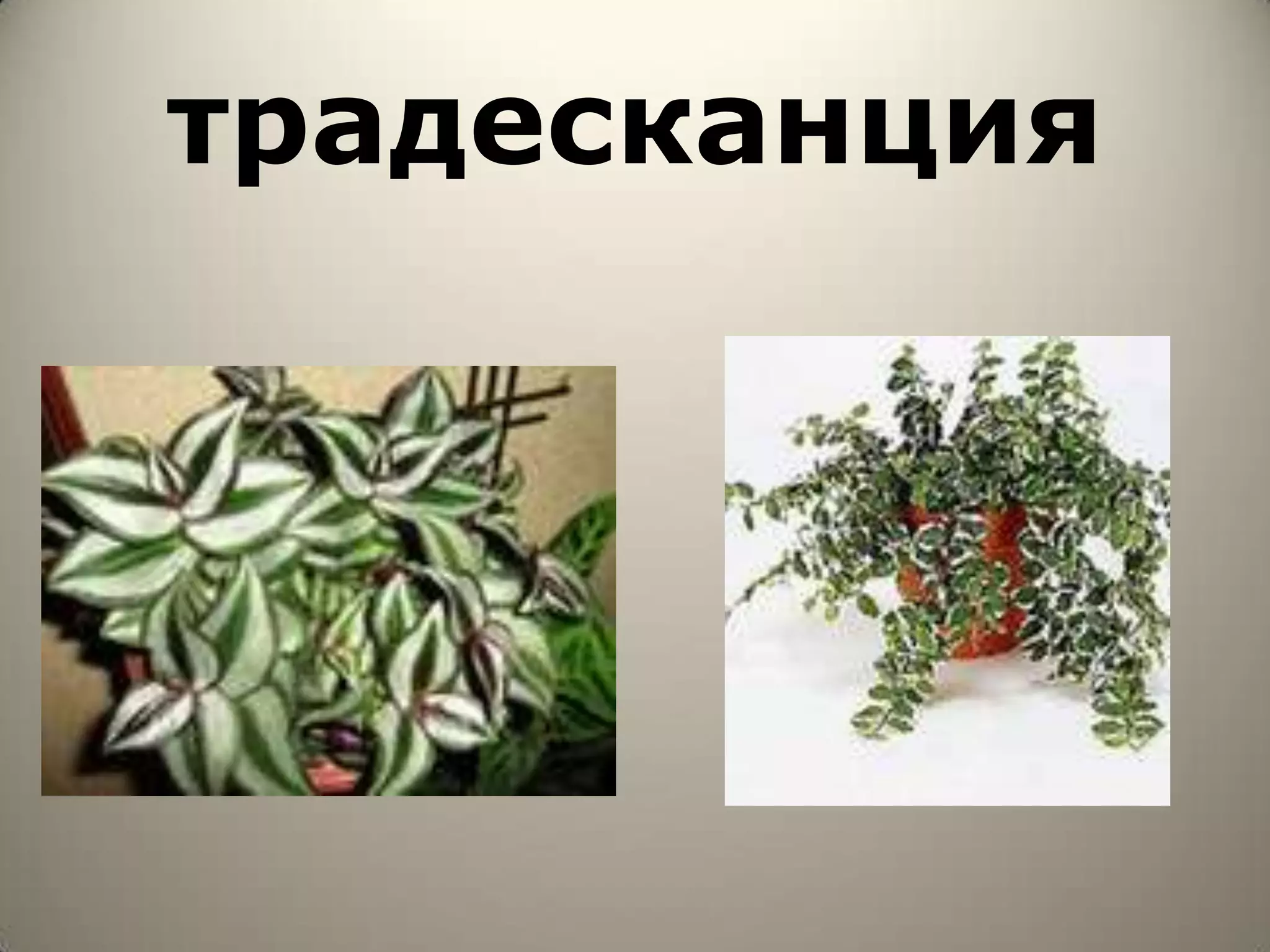 традесканция
 