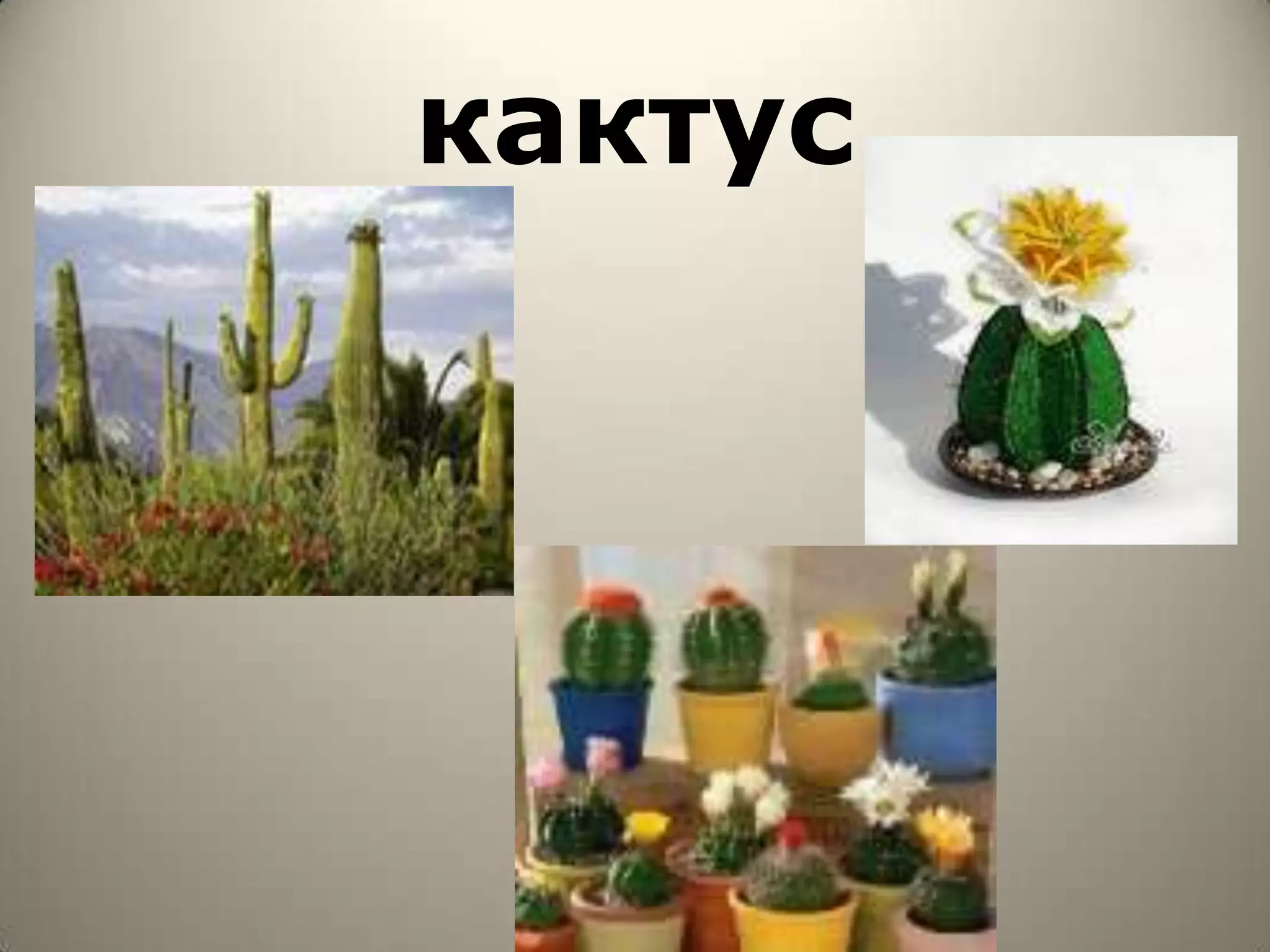 кактус
 