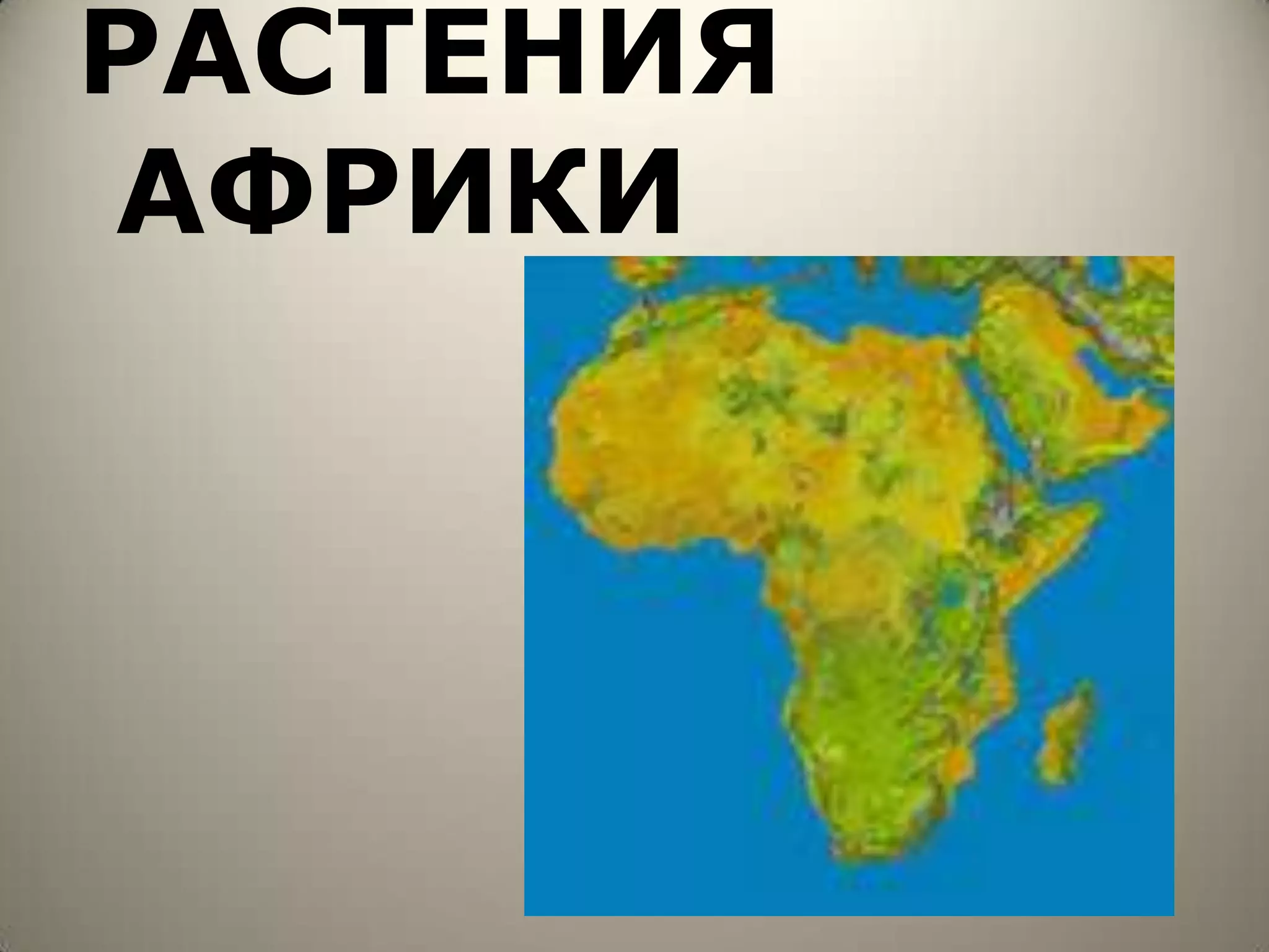 РАСТЕНИЯ
АФРИКИ
 