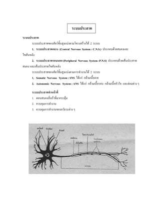 ระบบประสาท
ระบบประสาท
      ระบบประสาทของสัตวชั้นสูงแบงตามโครงสรางได 2 ระบบ
      1. ระบบประสาทกลาง (Central Nervous System : C.N.S.) ประกอบดวยสมองและ
ไขสันหลัง
      2. ระบบประสาทรอบนอก (Peripheral Nervous System :P.N.S) ประกอบดวยเสนประสาท
สมอง และเสนประสาทไขสันหลัง
      ระบบประสาทของสัตวชั้นสูงแบงตามการทํางานได 2 ระบบ
      1. Somatic Nervous System : SNS ไดแก กลามเนื้อลาย
      2. Autonomic Nervous System : ANS ไดแก กลามเนื้อรอบ กลามเนื้อหัวใจ และตอมตาง ๆ

       ระบบประสาททําหนาที่
       1. ตอบสนองสิ่งเราที่มากระตุน
       2. ควบคุมการทํางาน
       3. ควบคุมการทํางานของอวัยวะตาง ๆ
 